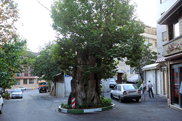 درباره چنارهای شگفت انگیز شمال تهران